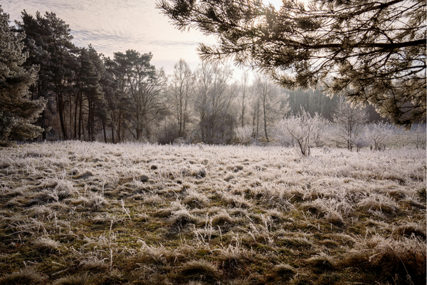 a frosty landscape image of a field with trees